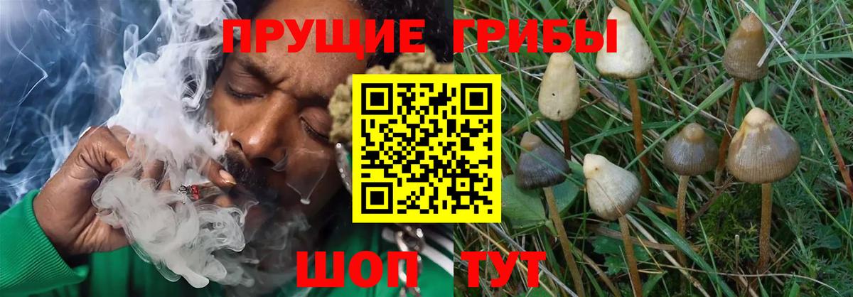 Галлюциногенные грибы Кандалакша