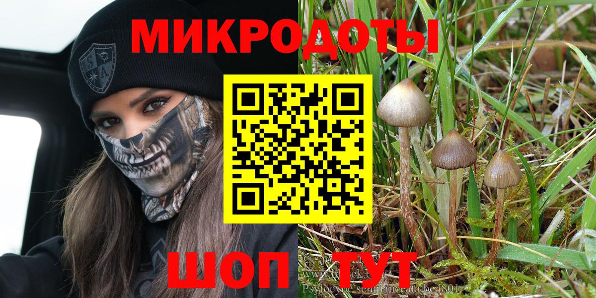 Галлюциногенные грибы прущие грибы Кандалакша